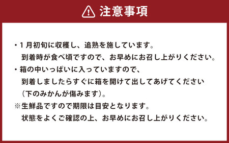 【中～大玉】自然栽培 土佐文旦 約5kg くだもの 果物 フルーツ 柑橘 岡垣町 【2026年3月上旬～4月下旬順次発送予定】