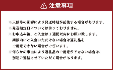 【中～大玉】自然栽培 土佐文旦 約5kg くだもの 果物 フルーツ 柑橘 岡垣町 【2026年3月上旬～4月下旬順次発送予定】