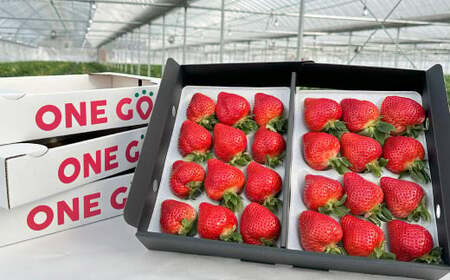 ギフト配送 福岡県産あまおう EX 約450g×2パック 〈特別栽培〉いちご イチゴ 苺 くだもの 果物 フルーツ 冷蔵 福岡県 【2026年1月上旬~3月下旬発送予定】