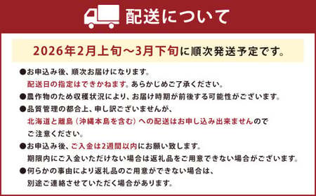 福岡産【春】あまおう4パック いちご 苺 イチゴ 果物 くだもの フルーツ 冷蔵 【2026年2月上旬～3月下旬発送予定】