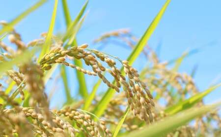 【令和7年産】 福岡県産 夢つくし 5kg 【2026年1月下旬～4月下旬発送予定】 5キロ お米 米 ご飯 飯 ブランド米 国産 九州 福岡県 岡垣町