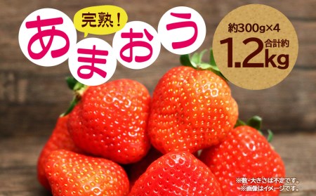 完熟 いちご ! 計約1.2kg(約300g×4) 不揃いな苺たち「あまおう」 苺 あまおう