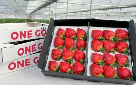 【ギフト用／特別栽培】 福岡県産 あまおう EX 約450g×2パック 【2026年1月上旬～3月下旬発送予定】 いちご イチゴ 苺 フルーツ 果物 くだもの ギフト 贈答用 贈り物 福岡県 遠賀町