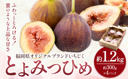 いちじく 無花果 とよみつひめ 約1.2kg 約300g × 4パック 南国フルーツ株式会社【26年度出荷】《8月上旬から10月中旬頃出荷》福岡県 小竹町 福岡県産 いちじく フルーツ 果物