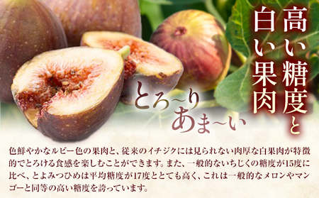 いちじく 無花果 とよみつひめ 約1.2kg 約300g × 4パック 南国フルーツ株式会社【26年度出荷】《8月上旬から10月中旬頃出荷》福岡県 小竹町 福岡県産 いちじく フルーツ 果物