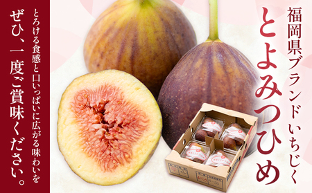 いちじく 無花果 とよみつひめ 約1.2kg 約300g × 4パック 南国フルーツ株式会社【26年度出荷】《8月上旬から10月中旬頃出荷》福岡県 小竹町 福岡県産 いちじく フルーツ 果物