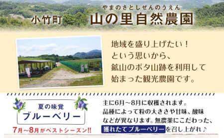 ブルーベリー狩り体験 ペアチケット (大人2名様) お土産付き 期間限定 山の里自然農園《3-14営業日以内に出荷予定(土日祝除く)》 体験型返礼品