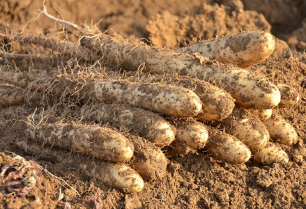 北海道十勝産ながいも 4本セット【B70】