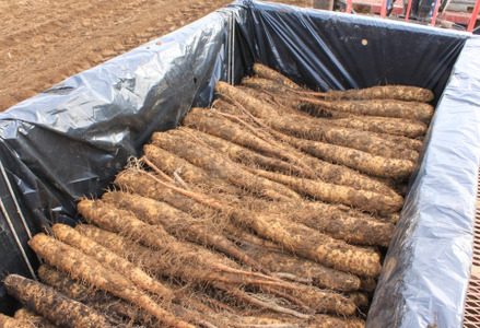 北海道十勝産ながいも 4本セット【B70】