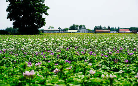 【先行受付】北海道おとふけ産 人気のじゃがいも 2種セット「キタアカリ・とうや」合計9kg 【B73】2025年10月中旬頃より発送予定