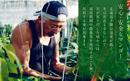 おとふけ産マンゴー「白銀の太陽」2Lサイズ×2玉【D22】《2025年11月上旬より発送開始予定》