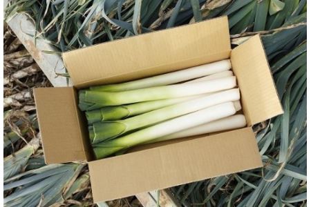 〔先行受付〕「たけなかファーム」とかちポワロー（リーキ、ポロネギ）【A50】《2025年11月上旬より順次発送》