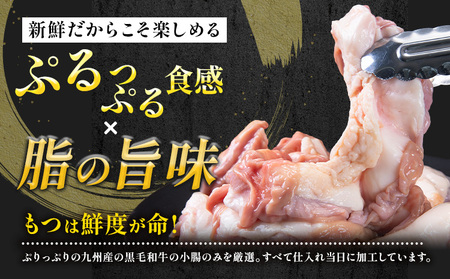 1本もつ鍋 (醤油味) 厚腸編 1kg 入り《30日以内に出荷予定(土日祝除く)》