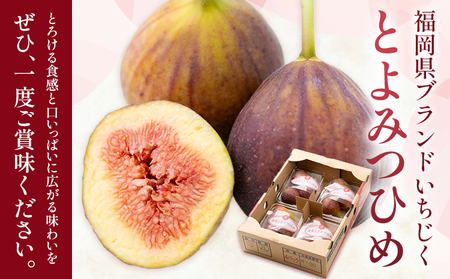 いちじく 無花果 とよみつひめ 約1.2kg 約300g × 4パック 南国フルーツ株式会社【26年度出荷】《8月上旬-10月中旬頃出荷》福岡県 鞍手町 福岡県産 いちじく フルーツ 果物
