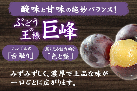 巨峰サイダー 250ml×12本 《30日以内に出荷予定(土日祝除く)》