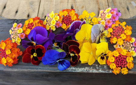 季節のエディブルフラワー50輪おまかせ 桂川町/NOGAMI FARM [ADAU001] 食用 花 食用花 エディブルフラワー 盛り付け カフェ