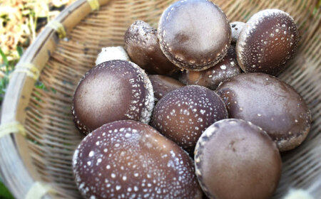 生しいたけ 1kg [ADBA014] しいたけ 椎茸 