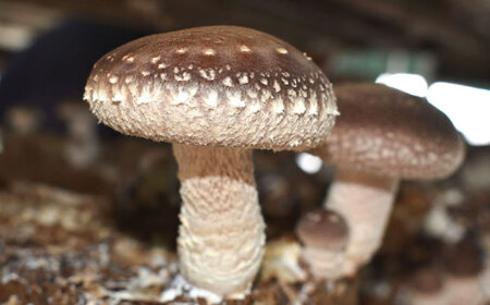 生しいたけ 1kg [ADBA014] しいたけ 椎茸 