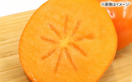 秋の贅沢、濃厚であまーい柿の新ブランド「秋王」約1.5kg こだわりの黒化粧箱／2026年10月-11月頃より発送予定 桂川町/一般社団法人地域商社ふるさぽ[ADCF009]