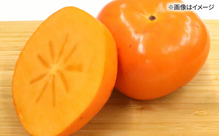 秋の贅沢、濃厚であまーい柿の新ブランド「秋王」約1.5kg こだわりの黒化粧箱／2026年10月-11月頃より発送予定 桂川町/一般社団法人地域商社ふるさぽ[ADCF009]