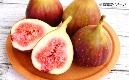福岡県オリジナル品種　高糖度プレミアムいちじく　とよみつひめ約1.2kg／2026年9月-10月頃より発送予定 桂川町/一般社団法人地域商社ふるさぽ[ADCF015]