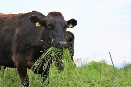 【全国共進会優等賞受賞】博多和牛赤身スライス（うす切り）500g｜博多和牛 赤身 スライス 500g