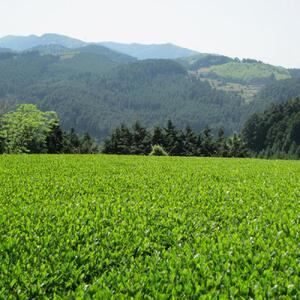 奥八女星野村 深蒸し高級煎茶(深蒸し茶)100g×2袋