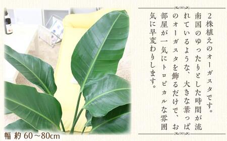 【観葉植物】オーガスタ 8号 ブラウンバスケット鉢カバー 土の表面：ウッドチップ｜観葉植物 オーガスタ 鉢カバーつき