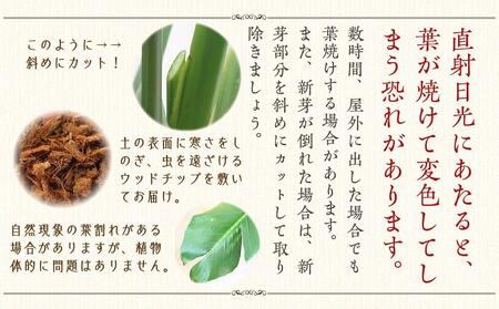 【観葉植物】オーガスタ 8号 ブラウンバスケット鉢カバー 土の表面：ウッドチップ｜観葉植物 オーガスタ 鉢カバーつき