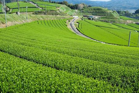 許斐本家14代目おススメの特撰玉露と特撰煎茶、特上煎茶の化粧箱入り３本詰合せ【八女茶老舗　創業300年余】（ギフト対応）