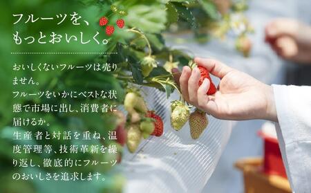 福岡産あまおう24-30粒ギフト箱【筑前町】※一部離島不可