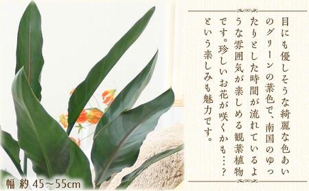 《先行予約》【観葉植物】ストレリチア レギネ 8号 ホワイト陶器鉢 G｜観葉植物 インテリア 福岡県筑前町 送料無料