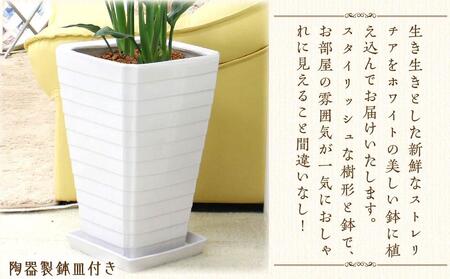 《先行予約》【観葉植物】ストレリチア レギネ 8号 ホワイト陶器鉢 G｜観葉植物 インテリア 福岡県筑前町 送料無料