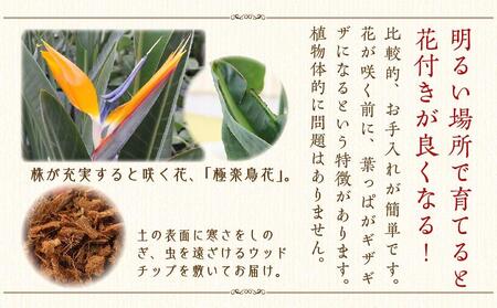 《先行予約》【観葉植物】ストレリチア レギネ 8号 ホワイト陶器鉢 G｜観葉植物 インテリア 福岡県筑前町 送料無料