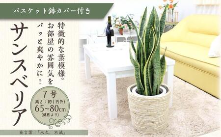 【観葉植物】サンスベリア 7号 ホワイトバスケット鉢カバー 土の表面：ウッドチップ 土の表面:ウッドチップ ｜観葉植物 サンスベリア 鉢カバーつき