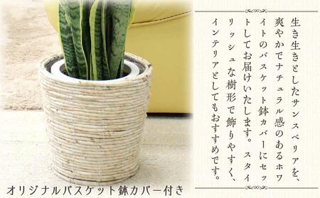 【観葉植物】サンスベリア 7号 ホワイトバスケット鉢カバー 土の表面：ウッドチップ 土の表面:ウッドチップ ｜観葉植物 サンスベリア 鉢カバーつき