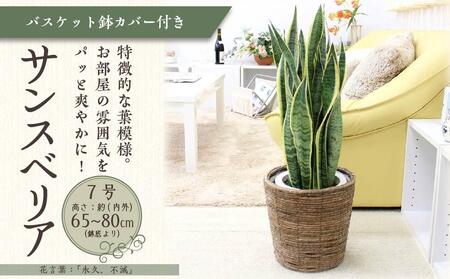 《先行予約》【観葉植物】サンスベリア 7号 ブラウンバスケット鉢カバー 土の表面:ウッドチップ ｜観葉植物 サンスベリア 鉢カバーつき