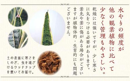 《先行予約》【観葉植物】サンスベリア 7号 ブラウンバスケット鉢カバー 土の表面:ウッドチップ ｜観葉植物 サンスベリア 鉢カバーつき