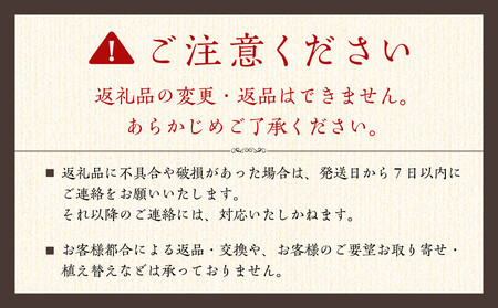 《先行予約》【観葉植物】サンスベリア 7号 ブラウンバスケット鉢カバー 土の表面:ウッドチップ ｜観葉植物 サンスベリア 鉢カバーつき
