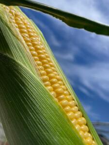 ＜2026年6月発送＞【完熟メロンのように甘い】朝採り!スイートコーン　約6kg15本前後【プレゼントにもオススメ】