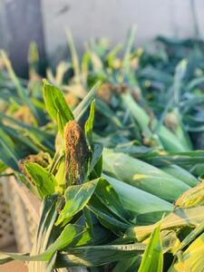 ＜2026年6月発送＞【完熟メロンのように甘い】朝採り!スイートコーン　約6kg15本前後【プレゼントにもオススメ】