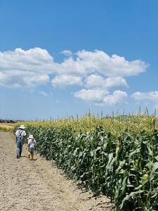 ＜2026年6月発送＞完熟メロンのように甘い朝採り!スイートコーン約5本　ちょっと食べてみたい方におすすめ!(約2kg)