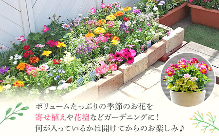 季節の花苗セット|花苗 ギフト ガーデニング