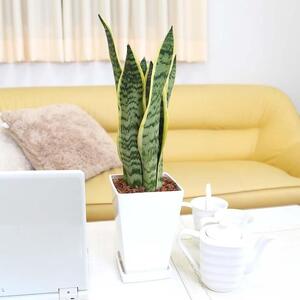 《先行予約》【観葉植物】サンスベリア 5号 ホワイトスクエアプラスチック鉢 土の表面:ウッドチップ｜観葉植物 青年の木 ユッカ 鉢カバーつき