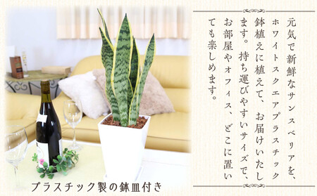 《先行予約》【観葉植物】サンスベリア 5号 ホワイトスクエアプラスチック鉢 土の表面:ウッドチップ｜観葉植物 青年の木 ユッカ 鉢カバーつき
