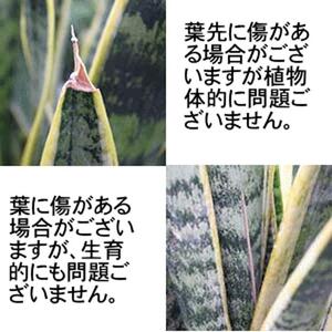 《先行予約》【観葉植物】サンスベリア 5号 ホワイトスクエアプラスチック鉢 土の表面:ウッドチップ｜観葉植物 青年の木 ユッカ 鉢カバーつき
