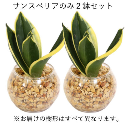 《先行予約》【観葉植物】土を使わないで清潔なミニ観葉植物 ゼオライト植え・ガラス鉢 丸形 2鉢セット（サンスベリア）｜観葉植物 サンスベリア ゼオライト 丸形