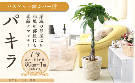 《先行予約》【観葉植物】パキラ 7号 ホワイトバスケット鉢カバー 高さ：約80cm～1m内外(鉢底より) ｜観葉植物 パキラ 鉢カバーつき