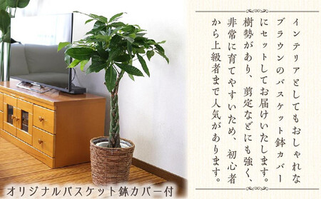 《先行予約》【観葉植物】パキラ 7号 ホワイトバスケット鉢カバー 高さ：約80cm～1m内外(鉢底より) ｜観葉植物 パキラ 鉢カバーつき