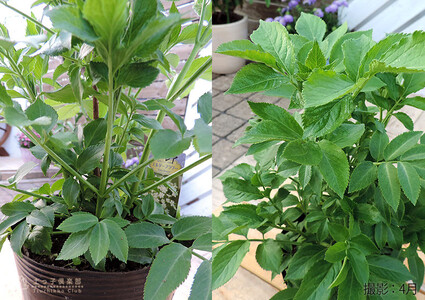 エルダーフラワー(西洋ニワトコ オーレア)9cmポット苗|花苗 ギフト ガーデニング